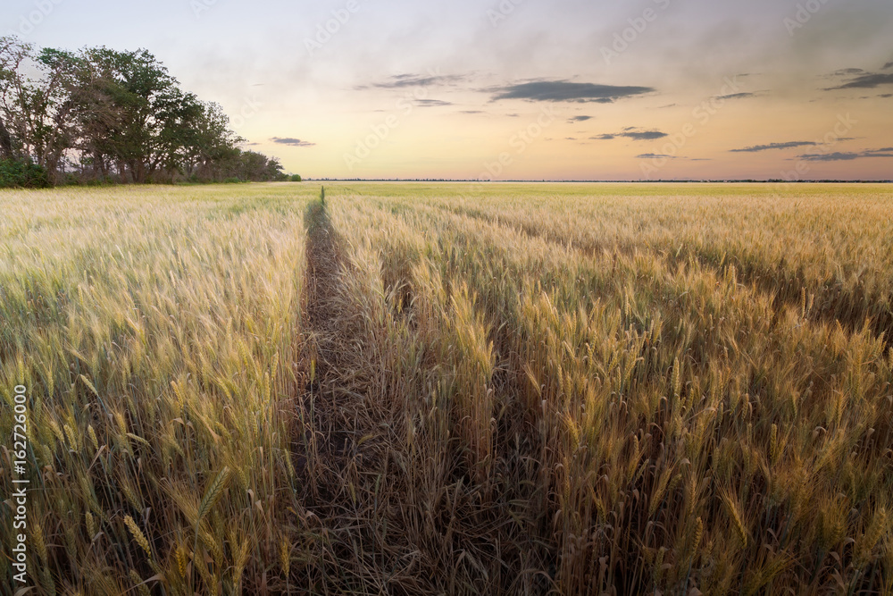 sunset wheat field / bright colorful sunset Ukraine far from the city