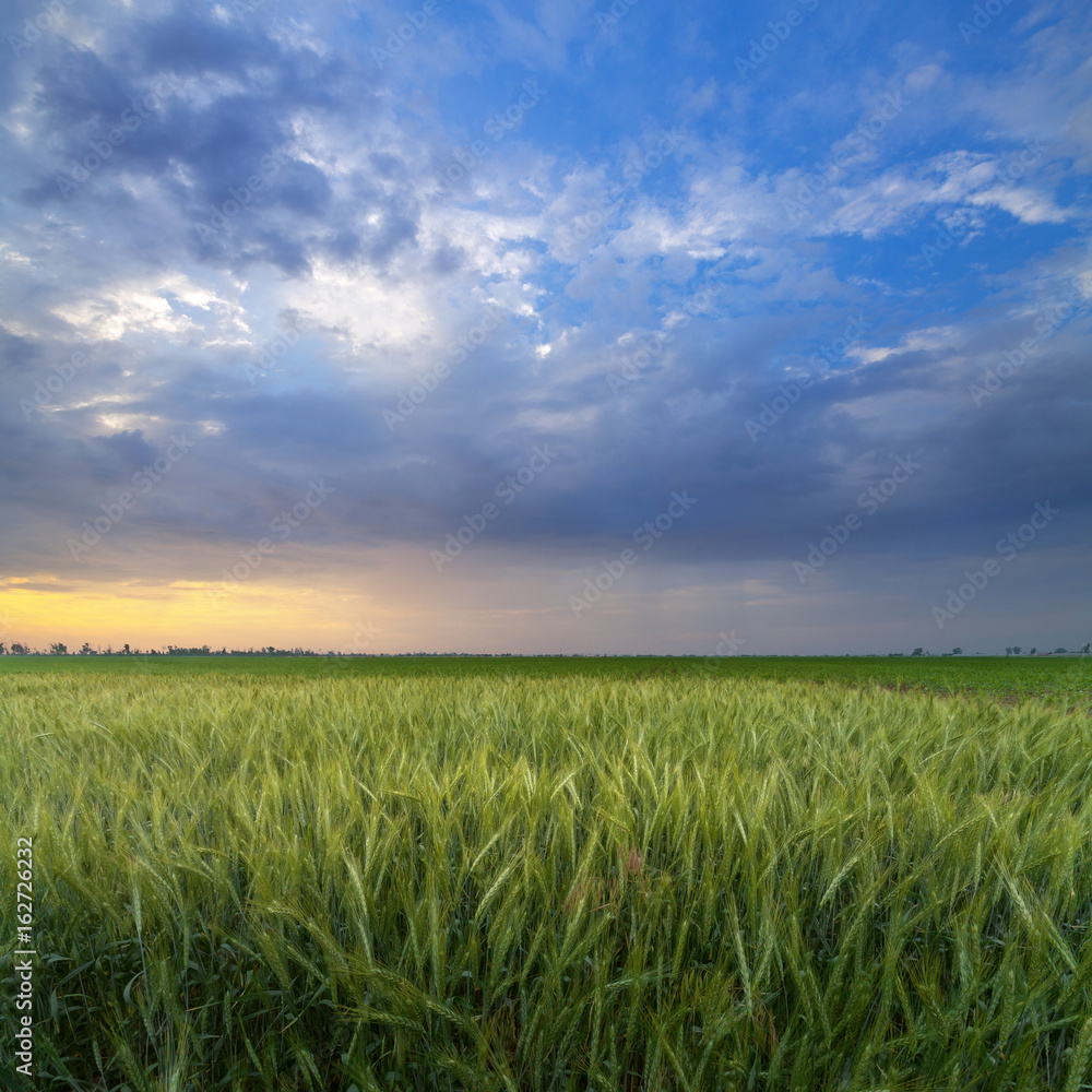 green wheat in the sunrise / early morning field Ukraine summer