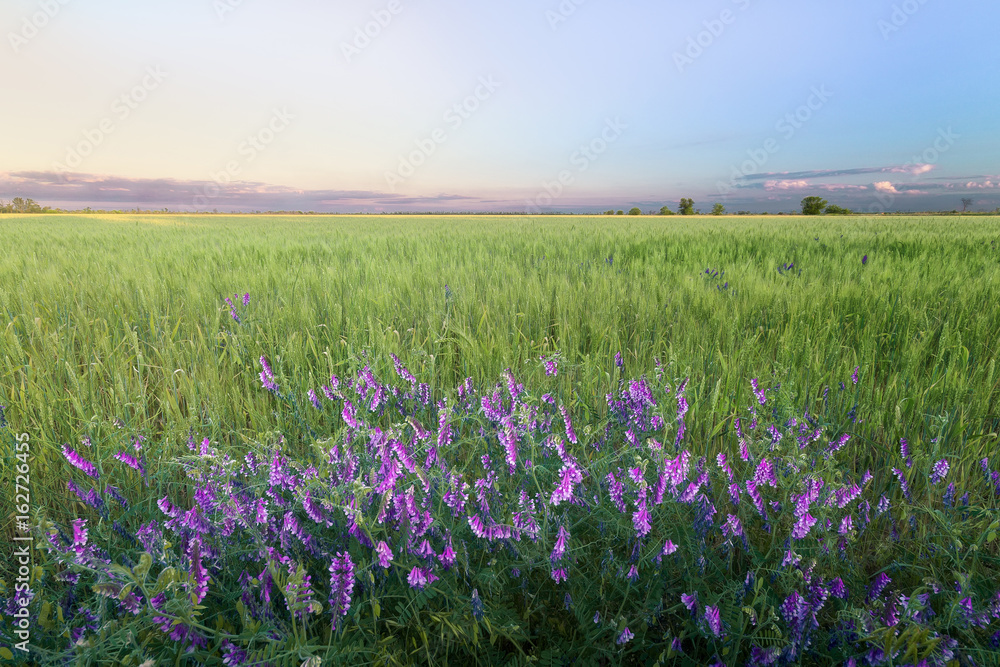 Flowers on the field / wheat field evening calm landscape