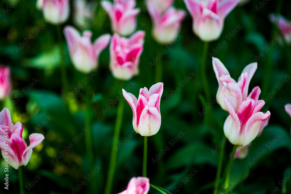 Obraz premium Fringed tulip Queensland. Terry fringed pink tulip. Pink tulip fringed with white ragged edges