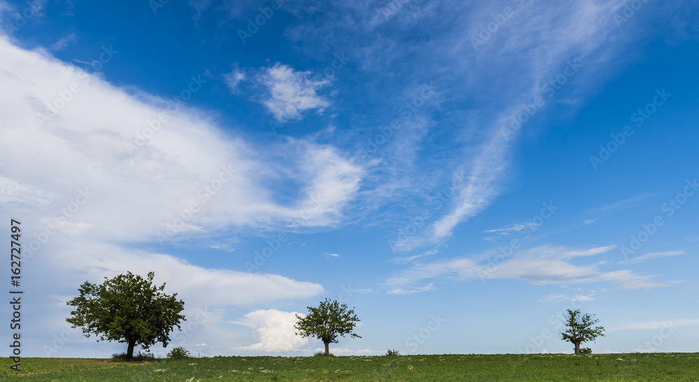 Three Trees in Piedmont Three Trees in Piedmont