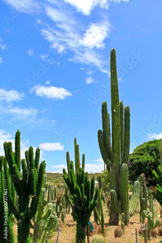 Cactus garden