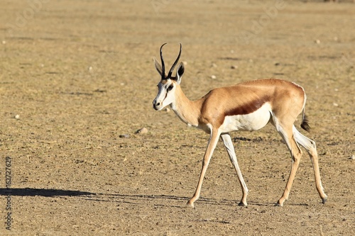Springbok walking