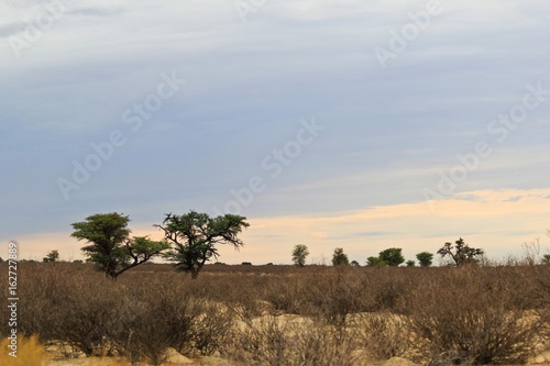 Dry landscape in the Kgalagadi Transfrontier National Park