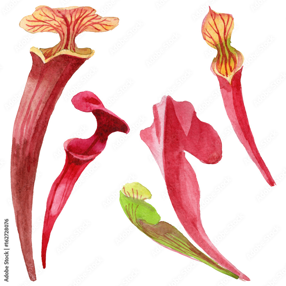 Naklejka premium Wildflower Sarracenia flower in a watercolor style isolated. Full name of the plant: Sarracenia Aquarelle wild flower for background, texture, wrapper pattern, frame or border.