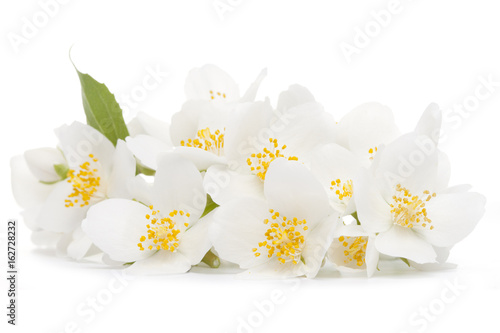 jasmine flower