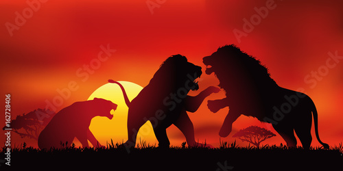 lion - sauvage - mâle - femelle - savane - félin -force - symbole - lionne - animal