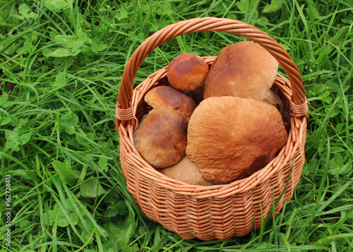 Mushrooms in a basket on the grass
