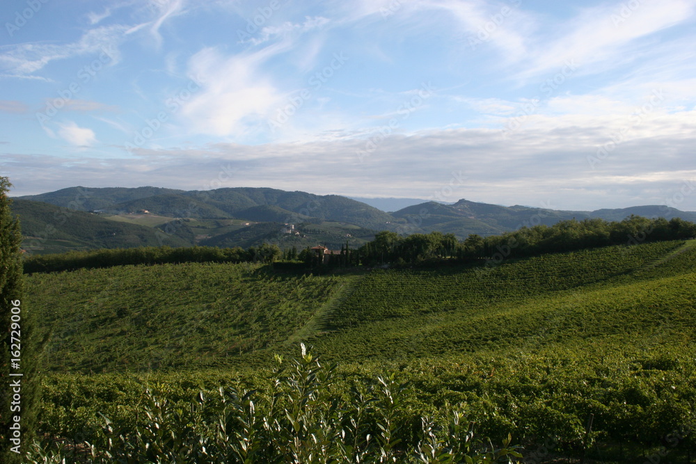 Naklejka premium Weinberg in der Toskana