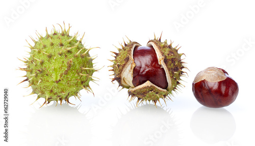 Chestnut evolution