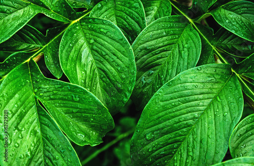 green leaf pattern and water drops for background