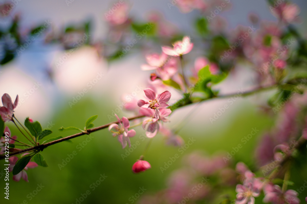 Obraz premium Malus (apple tree)