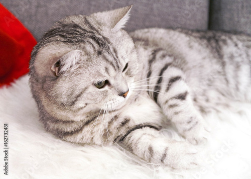 A beautiful tabby cat is lying. Pedigree cat Scottish, British