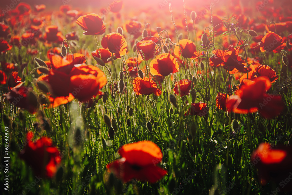 Fototapeta premium morning in field of red poppy seed flower background