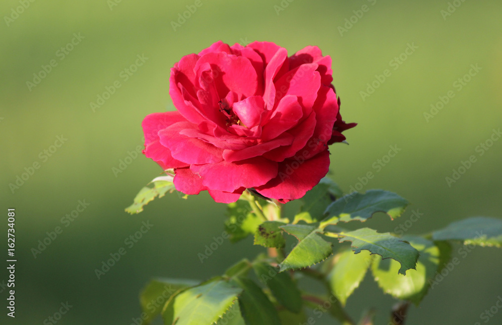 Fototapeta premium Red rose