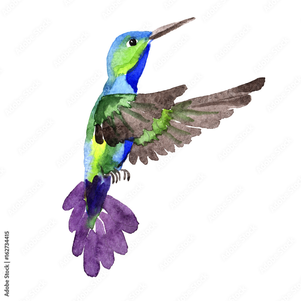 Sky bird colibri in a wildlife by watercolor style isolated. Wild freedom, bird with a flying wings. Aquarelle bird for background, texture, pattern, frame, border or tattoo.