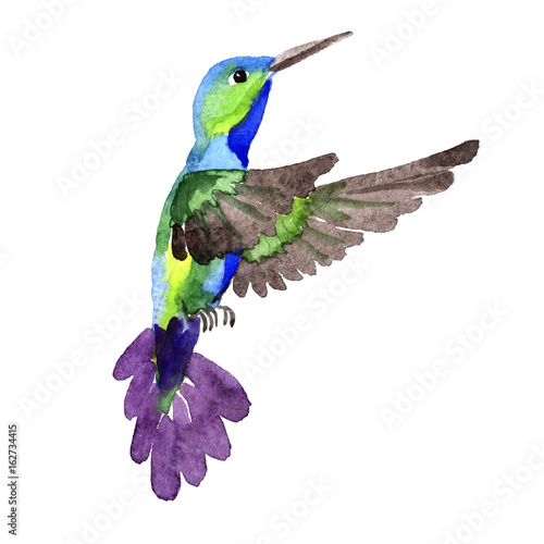 Sky bird colibri in a wildlife by watercolor style isolated. Wild freedom, bird with a flying wings. Aquarelle bird for background, texture, pattern, frame, border or tattoo.