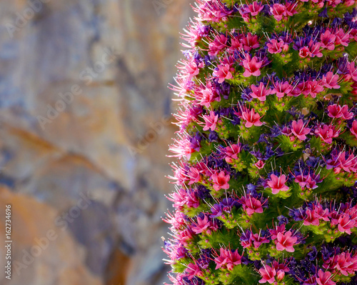 Close up of Tajinaste flower (Echium wildpretii) growing in Teide National park,Tenerife,Canary Islands.Selective focus. photo