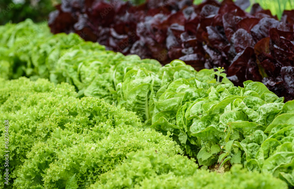 Lettuce Crops Lettuce Crops