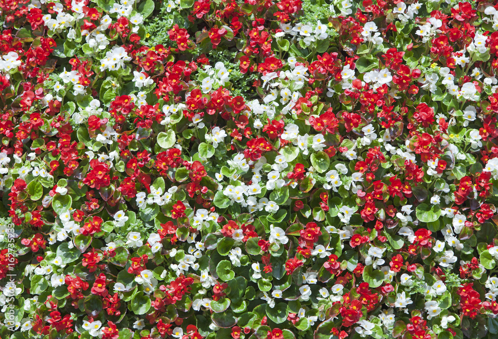 background from red and white flowers of a begonia..