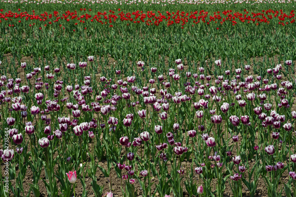 Colorful Tulip in the garden Colorful Tulip in the garden