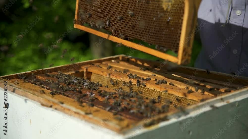 The beekeeper shakes the honey cell to clear it from the bees. The bees are flying. The beekeeper shakes the honey cell to clear it from the bees. The bees are flying.