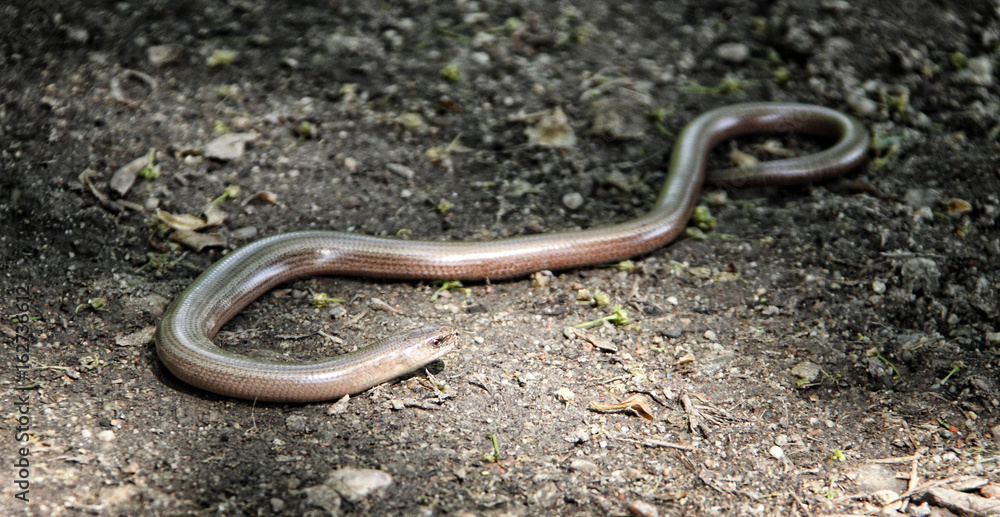 Curved anguine lizard warming on the sun Curved anguine lizard warming on the sun