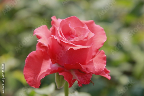Red roses, flowers expressing love, are blossoming and growing in a natural garden and smelling fragrant.