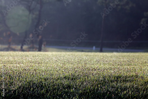 Morning of the golf course