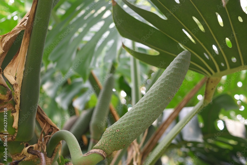 モンテスラの実 Stock Photo Adobe Stock