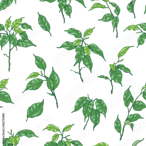 Hand Drawn Ficus Branch Pattern