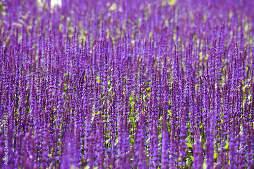 the Sage  Salvia nemorosa  Ostfriesland   Mauve