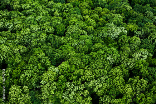 Summer forest background from the air © Yulia Erofeeva