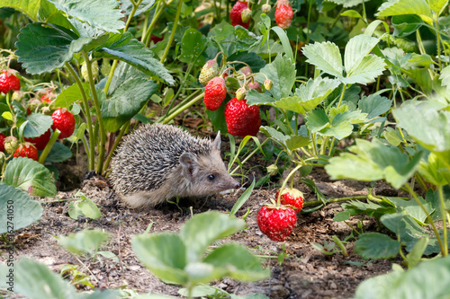 Curious young hedgehog , Atelerix albiventris,  in the bushes of strawberries in garden  among red  berries photo