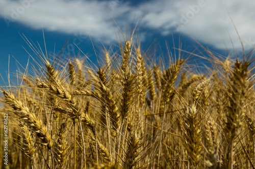 Yellow wheat field with the blue sky and clouds in the background