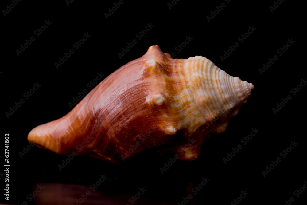 Muschel Muschel
