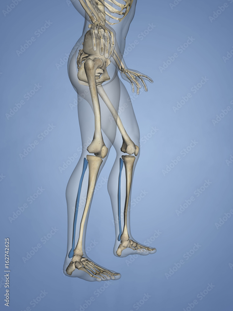 Fibula, 3D Model Fibula, 3D Model