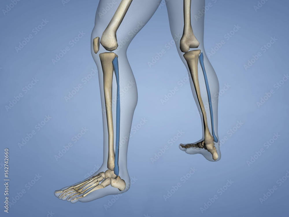 Fibula, 3D Model Fibula, 3D Model