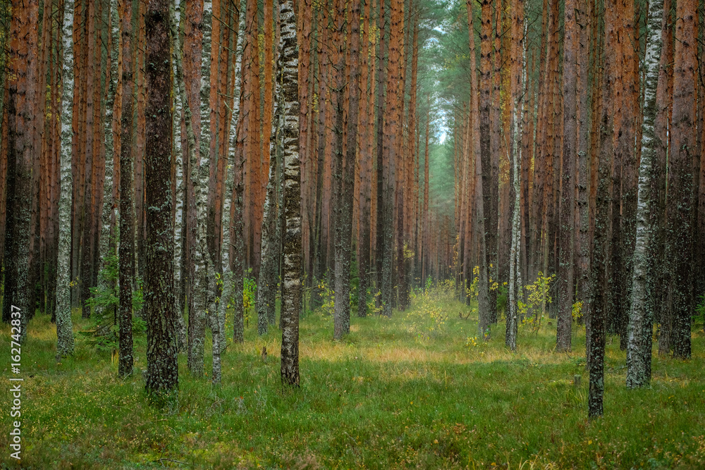 Autumn forest with pines and birches. Russia Autumn forest with pines and birches. Russia