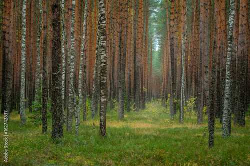 Autumn forest with pines and birches. Russia