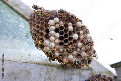 Wasps and Nest