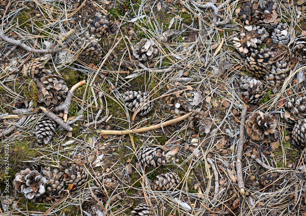 Forest ground under coniferous trees, closeup Forest ground under coniferous trees, closeup
