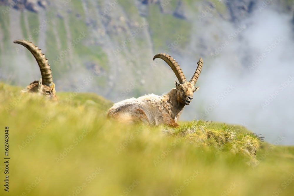 Alpine ibex - steinbock or bouquetin, a threatened animal of the Alps Alpine ibex - steinbock or bouquetin, a threatened animal of the Alps