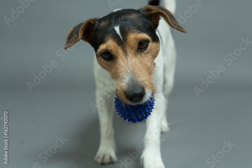 dog playing