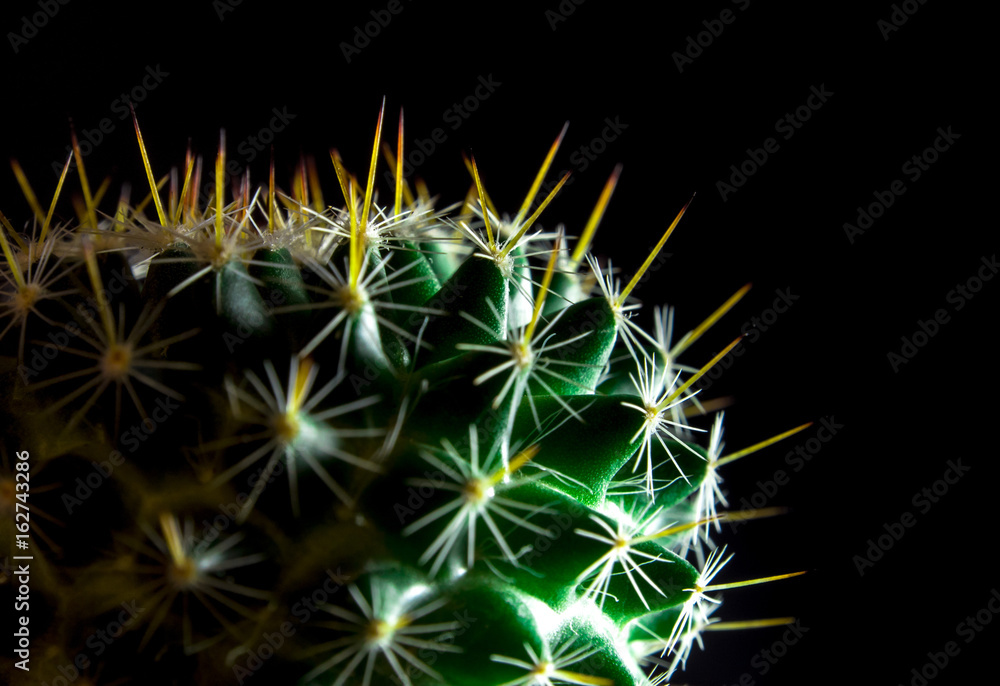 Vivid green of Mammillaria Cactus on black background Vivid green of Mammillaria Cactus on black background