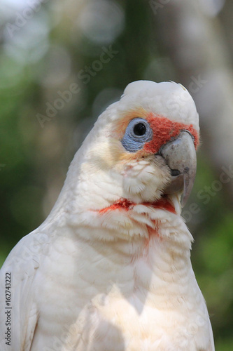 Long-billed corella (Cacatua tenuirostris),  Australia, QLD, Brisbane