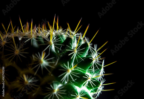 Vivid green of  Mammillaria Cactus on black background