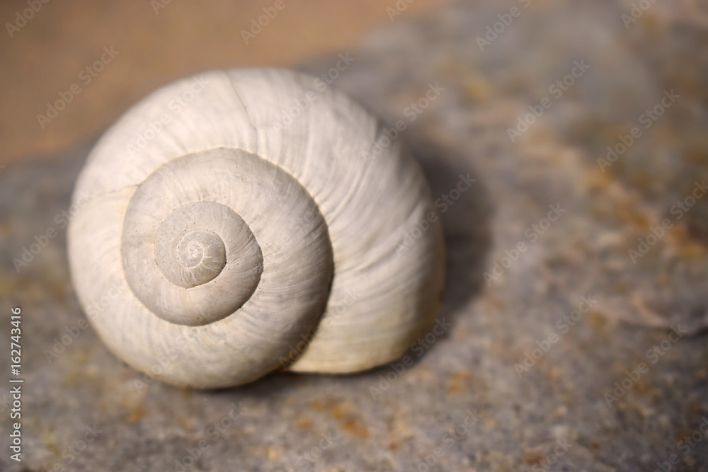 Empty white snail shell on rock, shallow depth of field