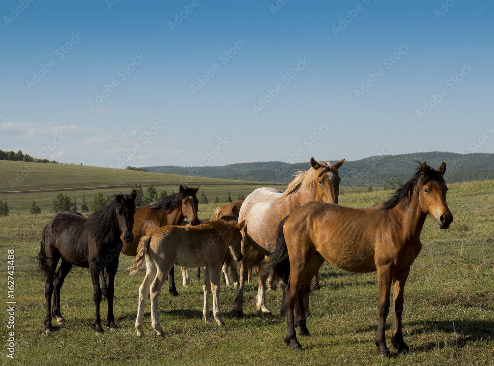 Grazing wild horses among meadows