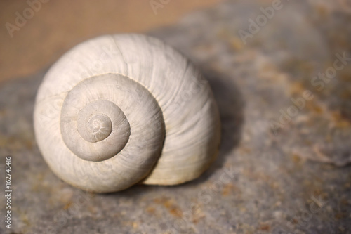 Empty white snail shell on rock, shallow depth of field